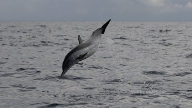 Agoa_dauphin1