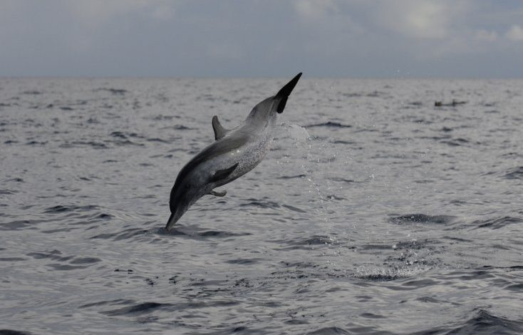 Agoa_dauphin1