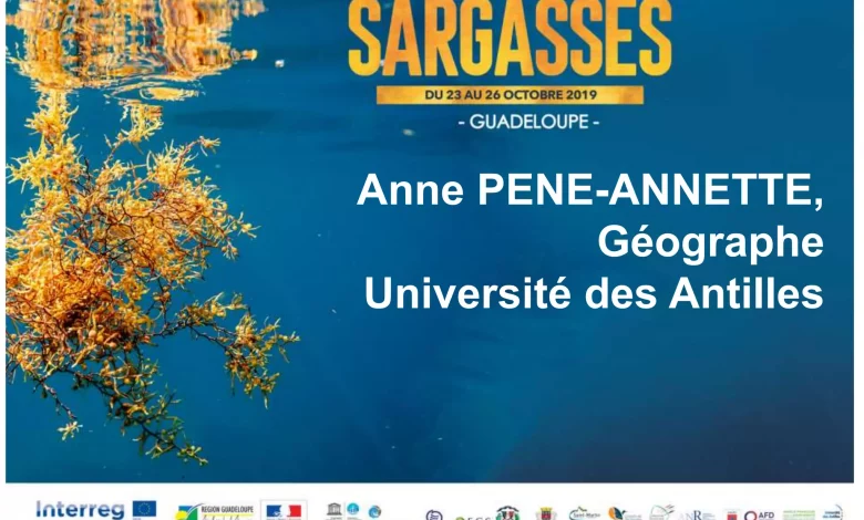 Impact-sanitaire-des-Sargasses-sur-les-populations-12-2048