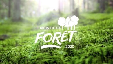 mois-de-la-forêt