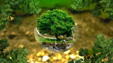protection-environmental-1024×683
