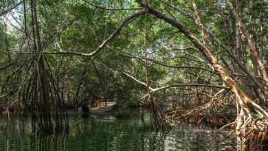 mangrove 1