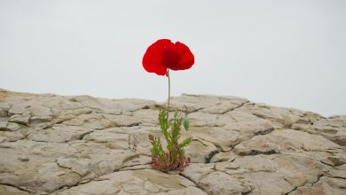 levi-meir-clancy-4yno5FaziOQ-unsplash