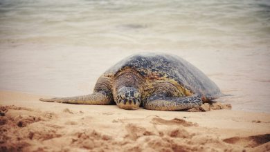 satyawan-narinedhat-XTSbykSgyZI-unsplash