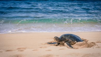 amanda-phung-IwUTrF9M3EM-unsplash