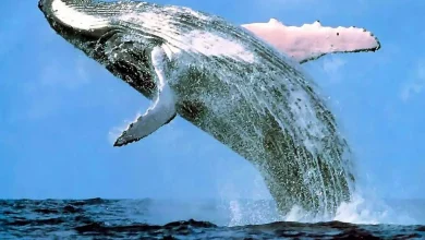 balaenoptera-musculus