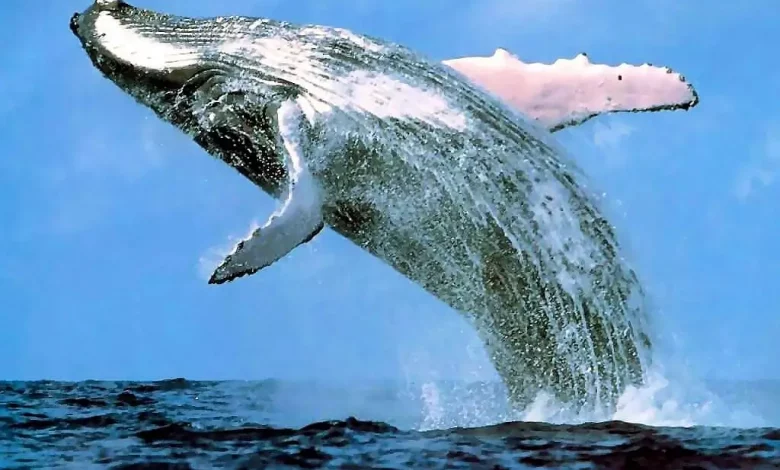 balaenoptera-musculus