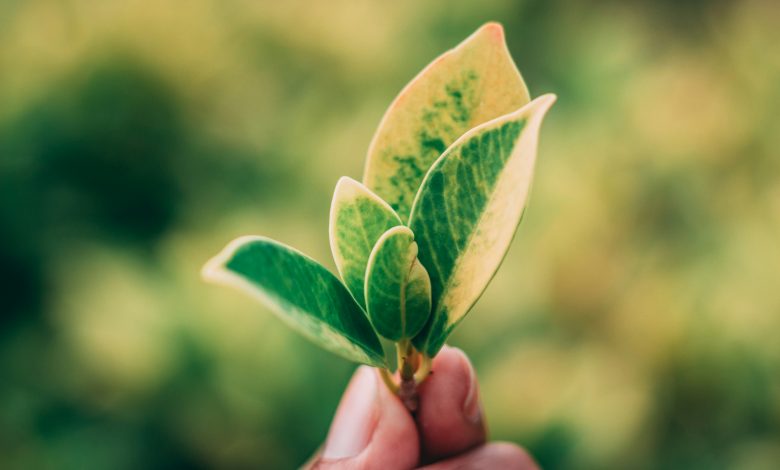 chitto-cancio-q5M9_UQIVT8-unsplash