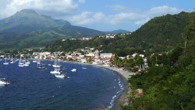 falco-martinique-4884459_1280