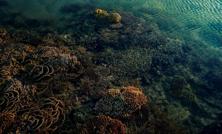 Martinique : un trésor naturel sous pression