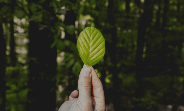 tuncay-uyar-Dag-DAlSe7g-unsplash