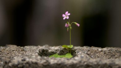buddy-an-hO0DkJYE9lg-unsplash