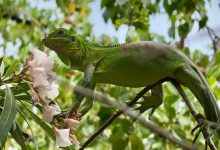 Iguane vert