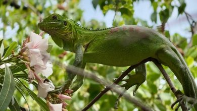 Iguane vert