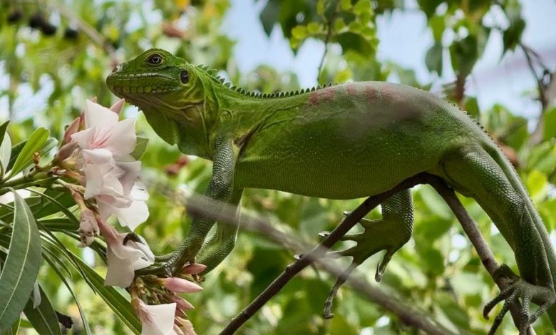 Iguane vert