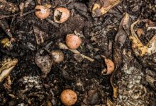 Épluchures et coquilles d’œufs sur un tas de compost.