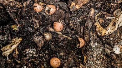 Épluchures et coquilles d’œufs sur un tas de compost.