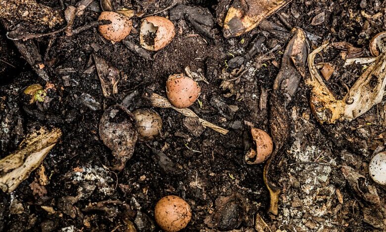 Épluchures et coquilles d’œufs sur un tas de compost.