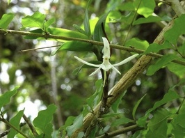 Orchidée sauvage en milieu forestier, flore menacée