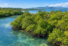 Mangroves