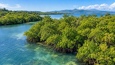 Mangroves