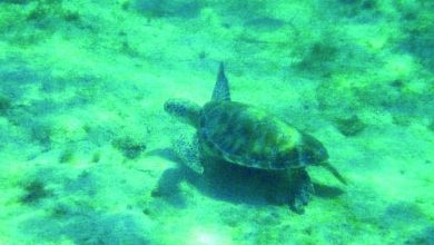 tortues-810×532.jpg