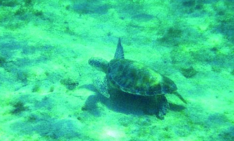 tortues-810×532.jpg