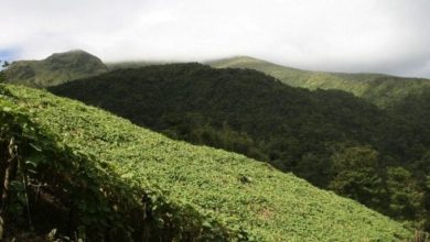 v-e1527164293991-810×384.jpg